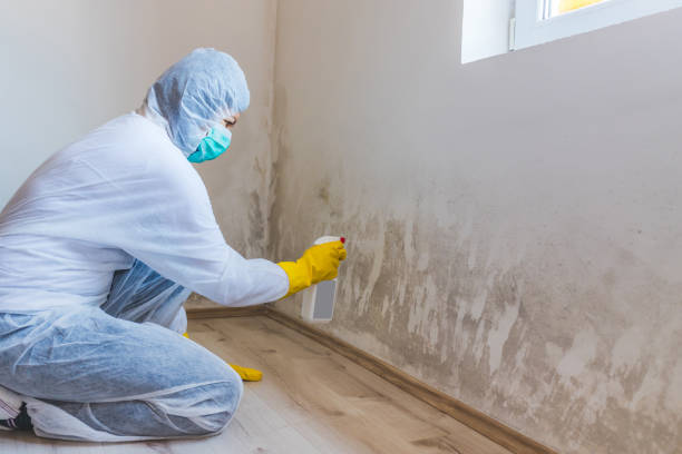 Mold inspector in Freeland performing thermal imaging